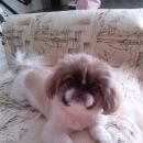 Подробнее об объявлении «Омск Пропала собака» Фото: пропала собака Пекинес «Омск Пропала собака» в г. Омск