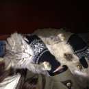 Подробнее об объявлении «Мытищи Найдена кошка серый кот, кажется. порода сибирский» Фото: найдена кошка Сибирская «Мытищи Найдена кошка серый кот, кажется. порода...» в г. Мытищи