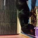 Подробнее об объявлении «Найдена собака кобель такса Новокузнецк» Фото: найдена собака Такса «Найдена собака кобель такса Новокузнецк» в г. Новокузнецк