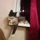 Подробнее об объявлении «Пропала кошка Ханты-Мансийск» Фото: пропала кошка  «Пропала кошка Ханты-Мансийск» в г. Ханты-Мансийск