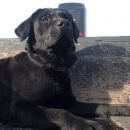 Подробнее об объявлении «Пропала собака кобель Ханты-Мансийск» Фото: пропала собака Лабрадор ретривер «Пропала собака кобель Ханты-Мансийск» в г. Ханты-Мансийск