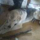 Подробнее об объявлении «Санкт-Петербург Пропала собака» Фото: пропала собака  «Санкт-Петербург Пропала собака» в г. Санкт-Петербург