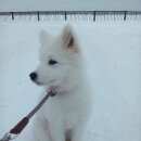 Подробнее об объявлении «Пропала собака белая пушистая собака породы самоед в демидково Пермь» Фото: пропала собака Самоедская лайка «Пропала собака белая пушистая собака породы...» в г. Пермь