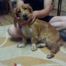 Подробнее об объявлении «Воронеж Найдена собака» Фото: найдена собака  «Воронеж Найдена собака» в г. Воронеж