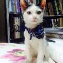 Подробнее об объявлении «Пропал кот Москва» Фото: пропала кошка  «Пропал кот Москва» в г. Москва