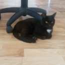 Подробнее об объявлении «Ульяновск Найден кот» Фото: найдена кошка  «Ульяновск Найден кот» в г. Ульяновск