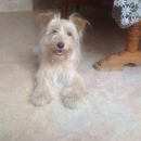 Подробнее об объявлении «Красноярск Найдена собака кобель» Фото: найдена собака  «Красноярск Найдена собака кобель» в г. Красноярск