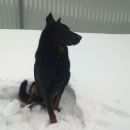 Подробнее об объявлении «Пропала собака кобель Пермь» Фото: пропала собака Босерон «Пропала собака кобель Пермь» в г. Пермь