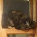 Подробнее об объявлении «Нижнекамск Пропала кошка» Фото: пропала кошка Персидская «Нижнекамск Пропала кошка» в г. Нижнекамск