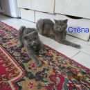 Подробнее об объявлении «Пропал кот шотландский вислоухий голубого окраса (серый) Краснодар» Фото: пропала кошка Шотландская вислоухая «Пропал кот шотландский вислоухий голубого...» в г. Краснодар