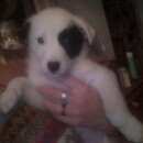 Подробнее об объявлении «Пропала собака кобель щенок Нижний Новгород» Фото: пропала собака  «Пропала собака кобель щенок Нижний Новгород» в г. Нижний Новгород