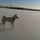 Подробнее об объявлении «Пропала собака кобель порода - западно-сибирская лайка Средняя Ахтуба» Фото: пропала собака Западно-сибирская лайка «Пропала собака кобель порода -...» в г. Средняя Ахтуба