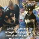 Подробнее об объявлении «Пропала собака кобель той-терьер Санкт-Петербург» Фото: пропала собака Той-терьер «Пропала собака кобель той-терьер Санкт-Петербург» в г. Санкт-Петербург