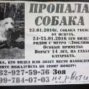 Подробнее об объявлении «Москва Пропала собака кобель» Фото: пропала собака  «Москва Пропала собака кобель» в г. Москва