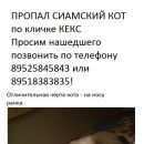Подробнее об объявлении «Пропал кот кекс Ростов-на-Дону» Фото: пропала кошка Сиамская «Пропал кот кекс Ростов-на-Дону» в г. Ростов-на-Дону