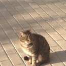 Подробнее об объявлении «Найдена кошка Москва» Фото: найдена кошка  «Найдена кошка Москва» в г. Москва