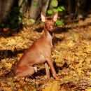 Подробнее об объявлении «Санкт-Петербург Пропала собака» Фото: пропала собака Фараонова собака «Санкт-Петербург Пропала собака» в г. Санкт-Петербург