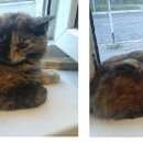 Подробнее об объявлении «Найдена кошка Ханты-Мансийск» Фото: найдена кошка  «Найдена кошка Ханты-Мансийск» в г. Ханты-Мансийск