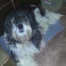 Подробнее об объявлении «Пропала собака Пермь» Фото: пропала собака  «Пропала собака Пермь» в г. Пермь