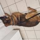 Подробнее об объявлении «Найдена собака кобель метис овчарки у тц мега с ошейник Химки» Фото: найдена собака  «Найдена собака кобель метис овчарки у тц мега с...» в г. Химки