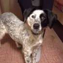 Подробнее об объявлении «Найдена собака Нижний Новгород» Фото: найдена собака Русский охотничий спаниель «Найдена собака Нижний Новгород» в г. Нижний Новгород