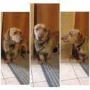 Подробнее об объявлении «Воронеж Найдена собака кобель» Фото: найдена собака  «Воронеж Найдена собака кобель» в г. Воронеж