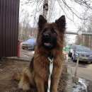 Подробнее об объявлении «Найдена собака овчарка, длинница Шереметьевский» Фото: найдена собака Немецкая овчарка «Найдена собака овчарка, длинница Шереметьевский» в г. Шереметьевский