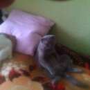 Подробнее об объявлении «Найден кот Ханты-Мансийск» Фото: найдена кошка  «Найден кот Ханты-Мансийск» в г. Ханты-Мансийск