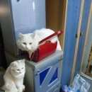 Подробнее об объявлении «Тверь Пропал кот» Фото: пропала кошка  «Тверь Пропал кот» в г. Тверь