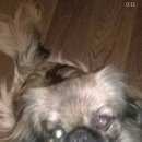 Подробнее об объявлении «Пропала собака пекинес Санкт-Петербург» Фото: пропала собака Пекинес «Пропала собака пекинес Санкт-Петербург» в г. Санкт-Петербург