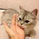 Подробнее об объявлении «Найден кот Ивантеевка (Московская обл.)» Фото: найдена кошка  «Найден кот Ивантеевка (Московская обл.)» в г. Ивантеевка (Московская обл.)