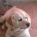 Подробнее об объявлении «Найдена собака кобель лабрадор ретривер Дмитров» Фото: найдена собака Лабрадор ретривер «Найдена собака кобель лабрадор ретривер Дмитров» в г. Дмитров