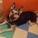 Подробнее об объявлении «Пропала собака Тула» Фото: пропала собака Восточно-европейская овчарка «Пропала собака Тула» в г. Тула