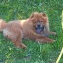 Подробнее об объявлении «Пропала собака кобель помогите найти друга Смоленск» Фото: пропала собака Чау-чау «Пропала собака кобель помогите найти друга...» в г. Смоленск