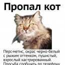 Подробнее об объявлении «Пропал кот Сочи» Фото: пропала кошка Персидская «Пропал кот Сочи» в г. Сочи