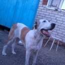 Подробнее об объявлении «Пропала собака Троицк» Фото: пропала собака  «Пропала собака Троицк» в г. Троицк