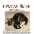 Подробнее об объявлении «Москва Пропал кот» Фото: пропала кошка  «Москва Пропал кот» в г. Москва