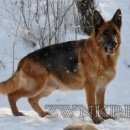 Подробнее об объявлении «Подольск Пропала собака» Фото: пропала собака Немецкая овчарка «Подольск Пропала собака» в г. Подольск