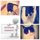 Подробнее об объявлении «Пропала кошка Москва» Фото: пропала кошка  «Пропала кошка Москва» в г. Москва
