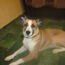 Подробнее об объявлении «Пропала собака Электросталь» Фото: пропала собака  «Пропала собака Электросталь» в г. Электросталь