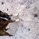 Подробнее об объявлении «Красноярск Найдена собака» Фото: найдена собака Стаффордширский бультерьер «Красноярск Найдена собака» в г. Красноярск