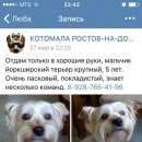 Подробнее об объявлении «Ростов-на-Дону Пропала собака кобель» Фото: пропала собака  «Ростов-на-Дону Пропала собака кобель» в г. Ростов-на-Дону