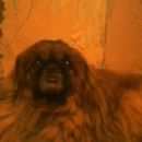 Подробнее об объявлении «Пропала собака кобель пекинес Самара» Фото: пропала собака Пекинес «Пропала собака кобель пекинес Самара» в г. Самара