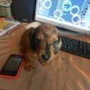 Подробнее об объявлении «Пропала собака кобель пожалуйста помогите вернуть питомца в семью Серпухов» Фото: пропала собака Такса «Пропала собака кобель пожалуйста помогите...» в г. Серпухов