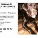 Подробнее об объявлении «Пропала собака кобель Икша» Фото: пропала собака Лабрадор ретривер «Пропала собака кобель Икша» в г. Икша