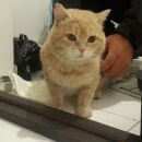 Подробнее об объявлении «Найден кот Ханты-Мансийск» Фото: найдена кошка  «Найден кот Ханты-Мансийск» в г. Ханты-Мансийск