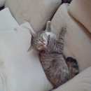 Подробнее об объявлении «Пропала кошка Можайск» Фото: пропала кошка  «Пропала кошка Можайск» в г. Можайск