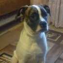 Подробнее об объявлении «Воронеж Найдена собака» Фото: найдена собака Боксер «Воронеж Найдена собака» в г. Воронеж