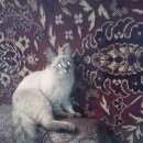 Подробнее об объявлении «Пропал котёнок, подросток ( 6 месяцев). Реутов» Фото: пропала кошка  «Пропал котёнок, подросток ( 6 месяцев). Реутов» в г. Реутов