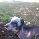 Подробнее об объявлении «Пропала собака кобель китайская хохлатая Зеленоград» Фото: пропала собака Китайская хохлатая собака «Пропала собака кобель китайская хохлатая...» в г. Зеленоград